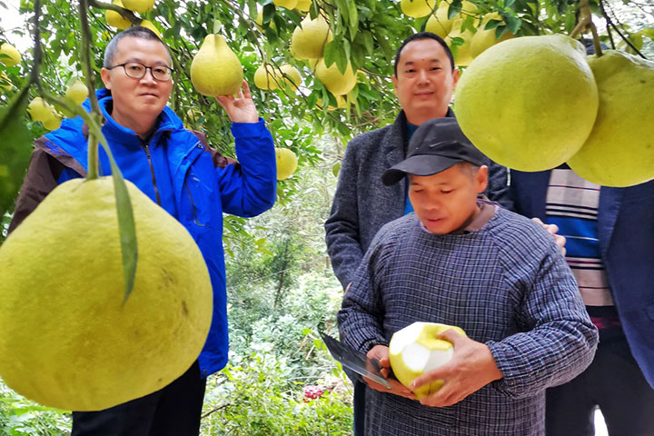 民盟泸州一中支部帮扶农民促销真龙柚子