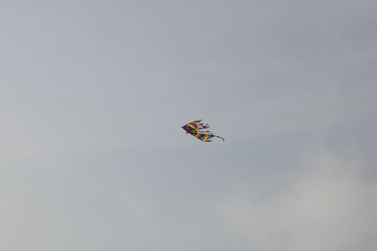IMG_4223.jpg