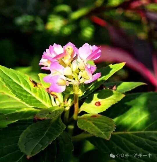 诗意一中|把一中的秋揉进色彩斑斓的你