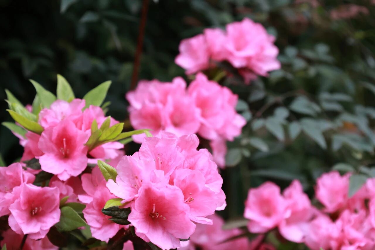 诗意一中 | 春分有信，少年有书